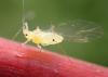 Drepanosiphum acerinum